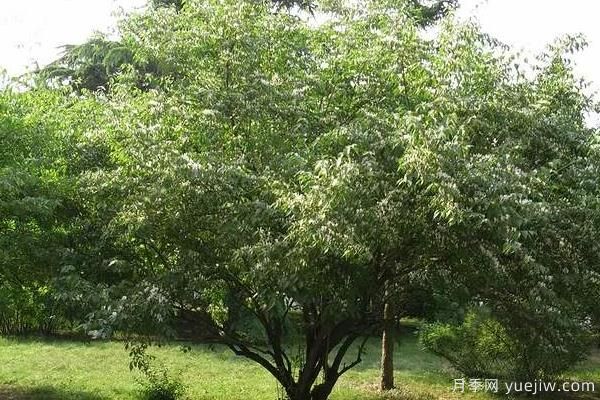 2022年***值錢緊缺苗木是什么？常見的苗木品種有哪些？(圖3)