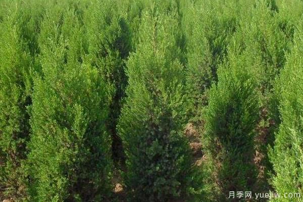 2022年***值錢緊缺苗木是什么？常見的苗木品種有哪些？(圖4)