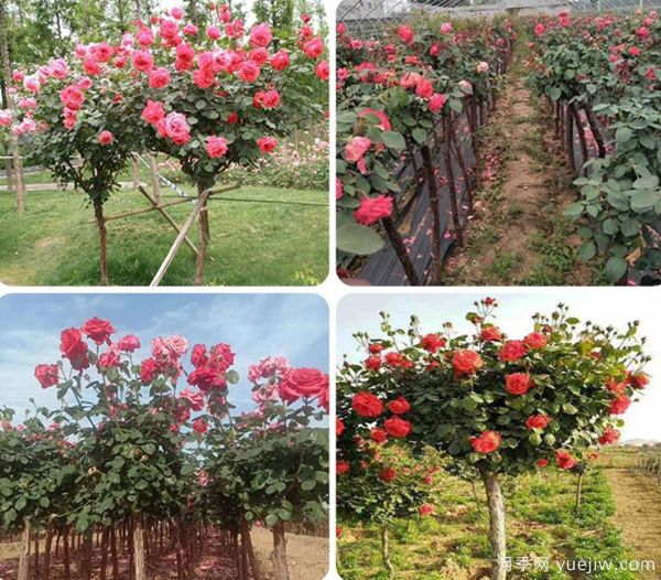 ***全園林苗木種植技術(shù)！收藏有用！(圖1)