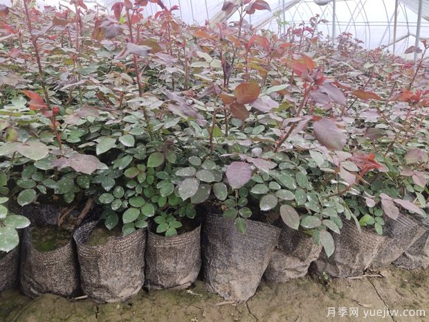 ***全園林苗木種植技術(shù)！收藏有用！(圖2)