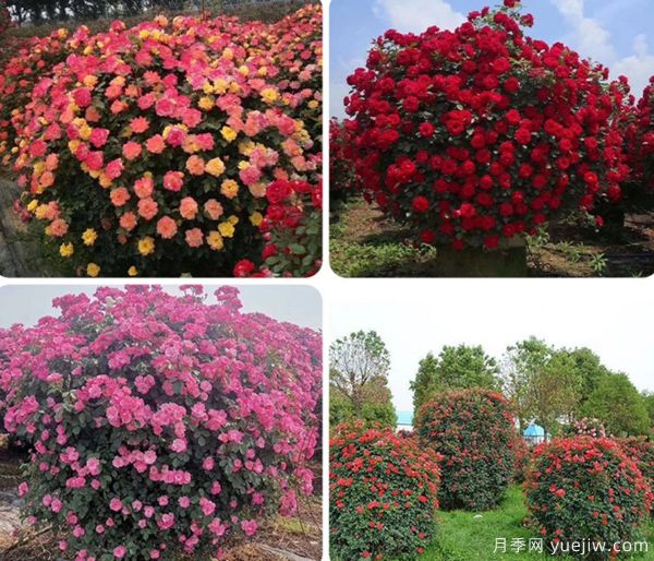 ***全園林苗木種植技術(shù)！收藏有用！(圖3)