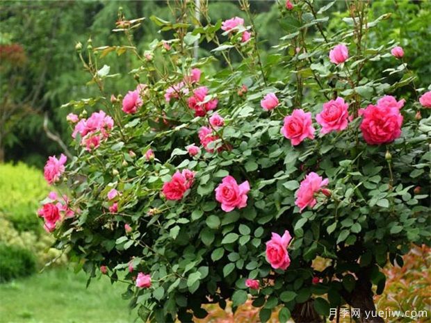 9月月季管理，月季夏末修剪爆秋花(圖1)