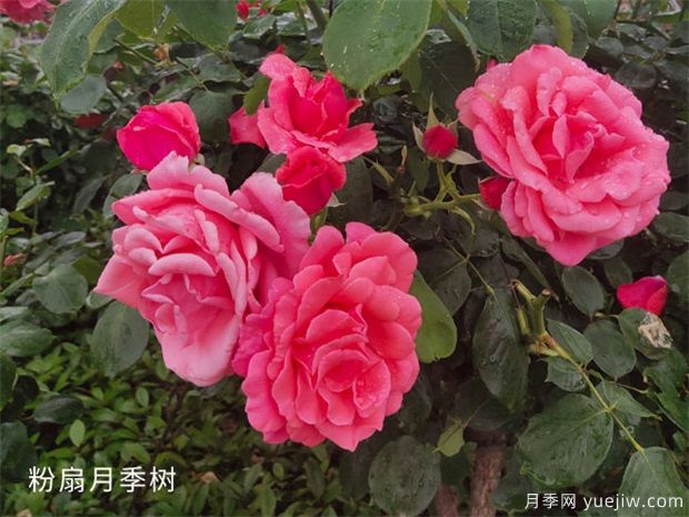 緋扇月季和粉扇月季花有哪些共同特性？(圖2)