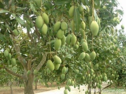芒果苗多少錢一株？種一畝小苗成本多少錢？(圖1)