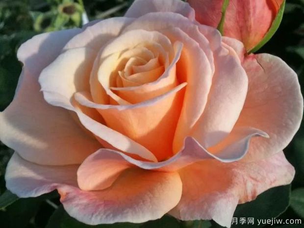 快樂(lè)的一天月季的優(yōu)缺點(diǎn)是什么？(圖1)