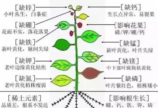 月季底肥如何使用？正確用肥才能讓花長得旺盛(圖2)