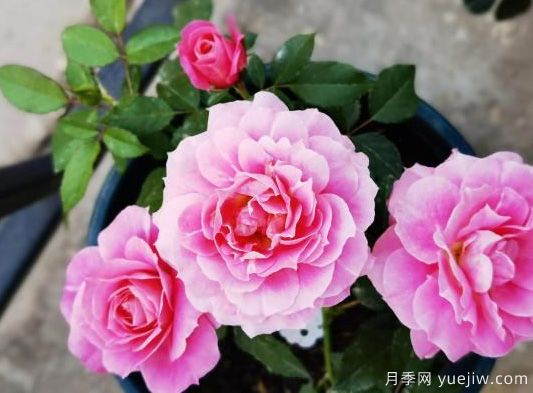 牡丹花，養(yǎng)護(hù)小知識(shí)(圖1)