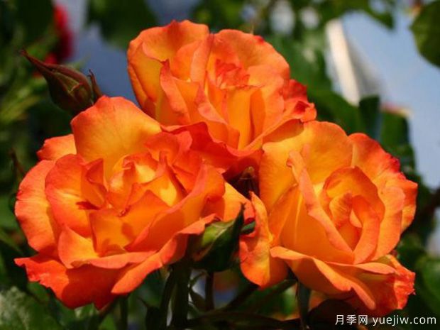 食醋養(yǎng)花卉妙處有三個，長勢旺花多色艷(圖1)