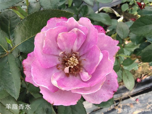 羊脂香水月季，以香聞名，花美如芍藥，四季能開花(圖1)