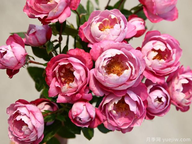 推薦6個優(yōu)秀切花月季，芳香花大瓶插美麗(圖2)