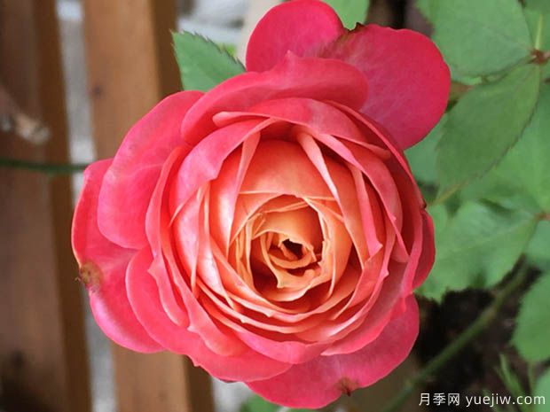 浪漫比克月季(圖4)