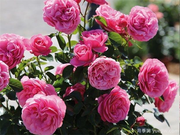 藤本月季粉色達(dá)芬奇的優(yōu)缺點是什么？(圖2)