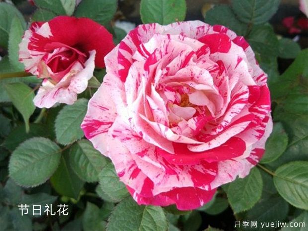 月季網(wǎng)：2025年***熱門十大大花月季品種(圖9)