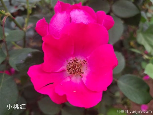 小桃紅月季(圖1)