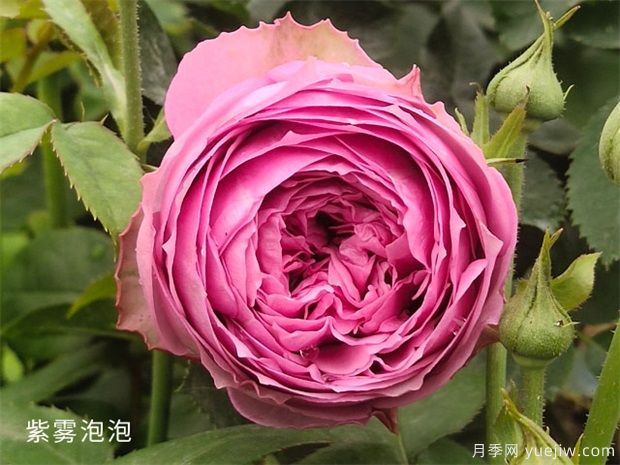 紫霧泡泡月季/迷霧泡泡(圖2)