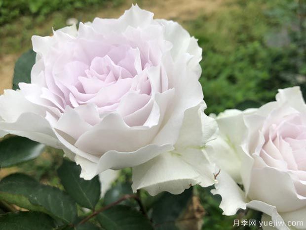 有沒(méi)有一款月季，顏值高到讓你永遠(yuǎn)也不會(huì)淘汰？(圖1)