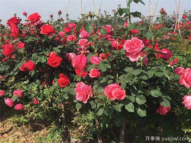 園林苗木配植需要記住哪些問題？(圖1)