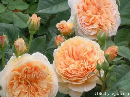 入秋養(yǎng)月季推薦5個品種，耐熱耐寒抗性強開花美(圖3)