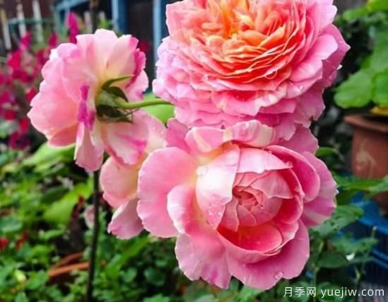 入秋養(yǎng)月季推薦5個品種，耐熱耐寒抗性強開花美(圖5)