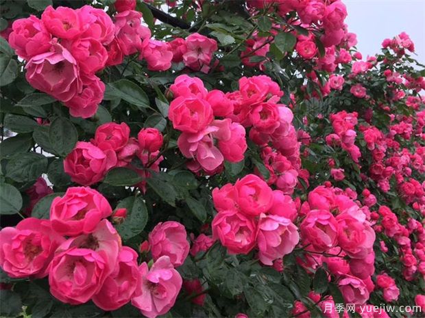 綠籬，讓你的花園與眾不同！(圖1)