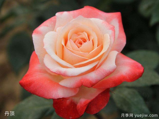 玫瑰月季薔薇傻傻分不清，只要3個(gè)方法一眼就認(rèn)出來(lái)(圖1)