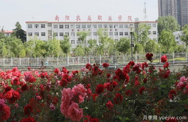 南陽農業(yè)職業(yè)學院月季種質創(chuàng)制與快速繁殖實驗室成為市級重點實驗室(圖1)