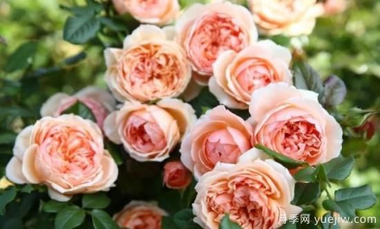 真宙月季和朱麗葉月季的區(qū)別，優(yōu)缺點(diǎn)一目了然(圖2)