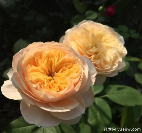 真宙月季和朱麗葉月季的區(qū)別，優(yōu)缺點(diǎn)一目了然(圖3)