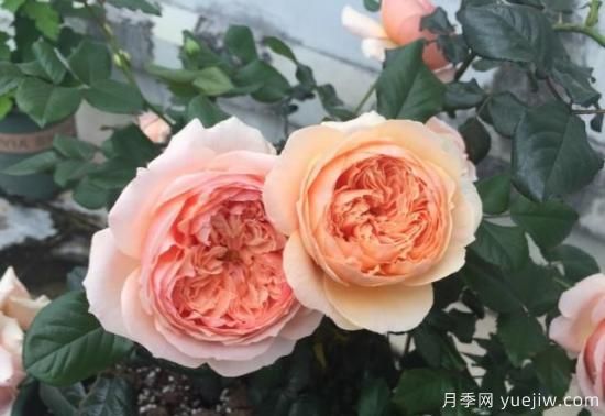 真宙月季和朱麗葉月季的區(qū)別，優(yōu)缺點(diǎn)一目了然(圖6)