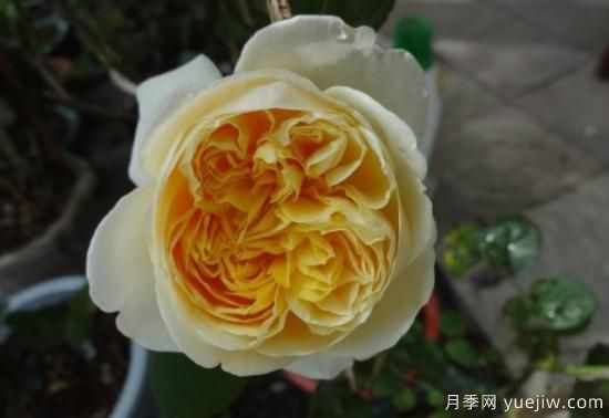 真宙月季和朱麗葉月季的區(qū)別，優(yōu)缺點(diǎn)一目了然(圖9)