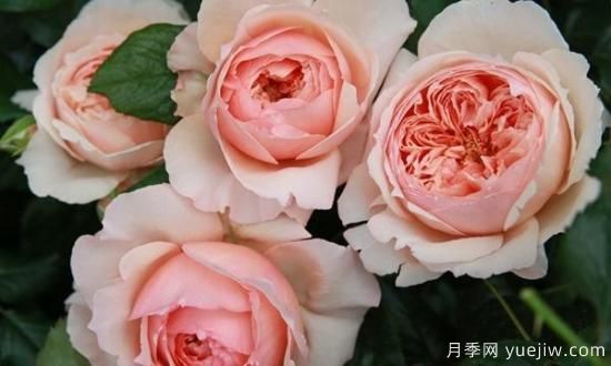 真宙月季和朱麗葉月季的區(qū)別，優(yōu)缺點(diǎn)一目了然(圖8)