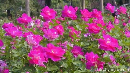 南寧市花卉公園三萬(wàn)株月季盛開(kāi) 邂逅綠城冬日的小浪漫(圖2)
