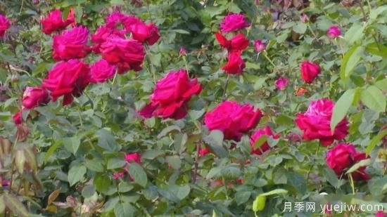 南寧市花卉公園三萬(wàn)株月季盛開(kāi) 邂逅綠城冬日的小浪漫(圖3)