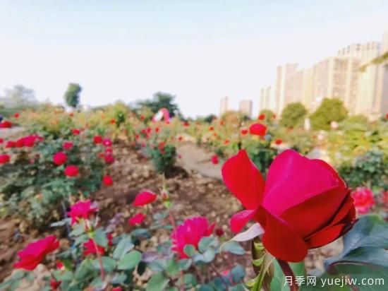 南寧市花卉公園三萬(wàn)株月季盛開(kāi) 邂逅綠城冬日的小浪漫(圖4)