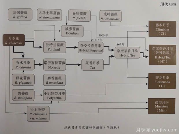 中國月季對(duì)世界的貢獻(xiàn)(圖1)