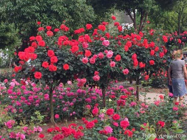 月季名園：南陽月季公園(圖1)