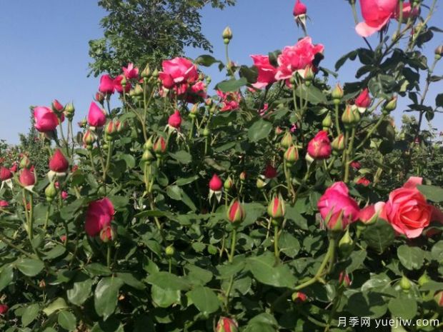 月季名園：萊州中華月季園(圖3)