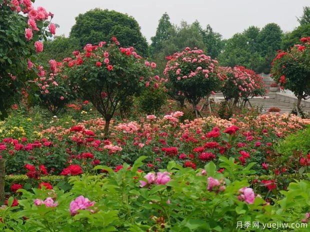 月季名園：杭州花圃月季園(蒔花廣場)(圖1)