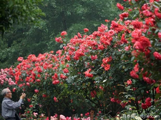 月季名園：杭州花圃月季園(蒔花廣場)(圖2)