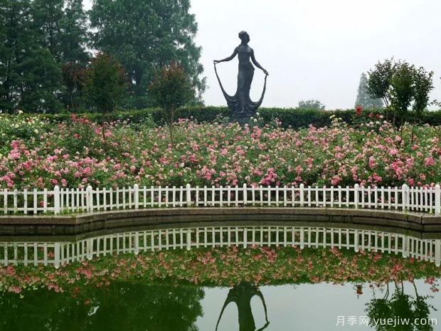 月季名園：杭州花圃月季園(蒔花廣場)(圖3)