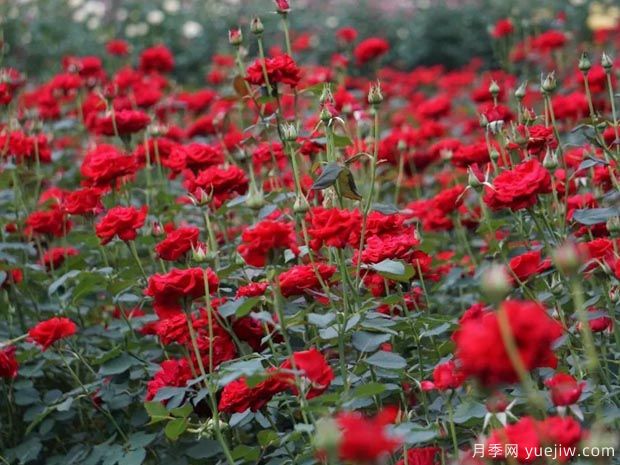 月季名園：杭州花圃月季園(蒔花廣場)(圖4)
