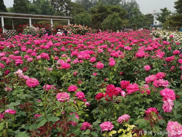 北京月季市花文化和景觀圖集(圖4)