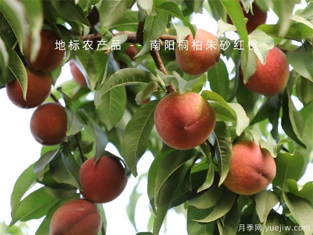 防治果樹病蟲害，選好時機效果好(圖1)