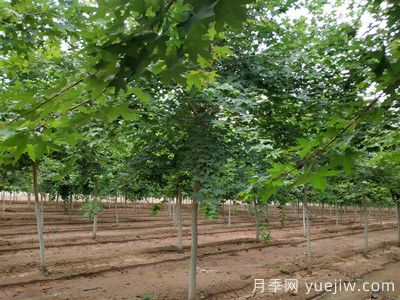 元寶楓的價格一路上漲，大規(guī)格優(yōu)質(zhì)苗一株能賣上萬元(圖2)
