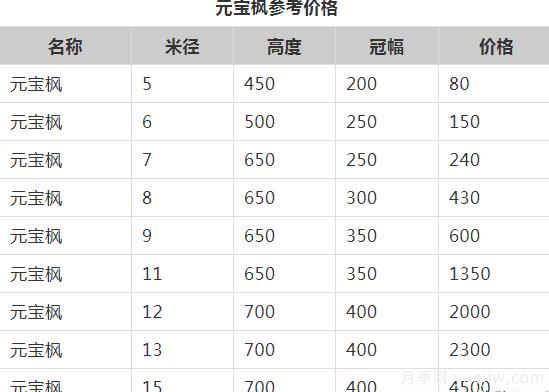 元寶楓的價格一路上漲，大規(guī)格優(yōu)質(zhì)苗一株能賣上萬元(圖1)