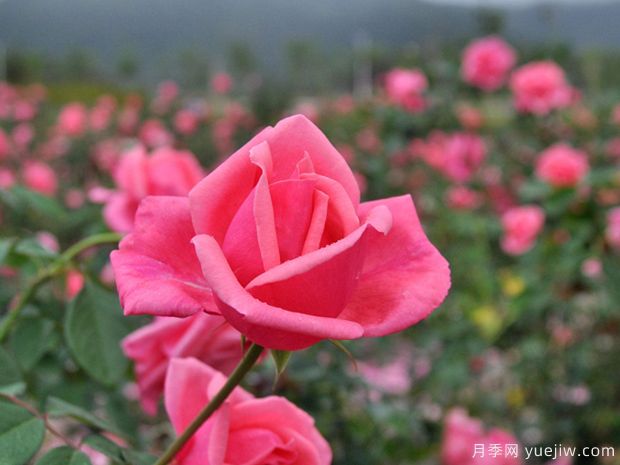 月季簡介，月季繁育和養(yǎng)護(hù)方法，延長月季花期的措施(圖2)