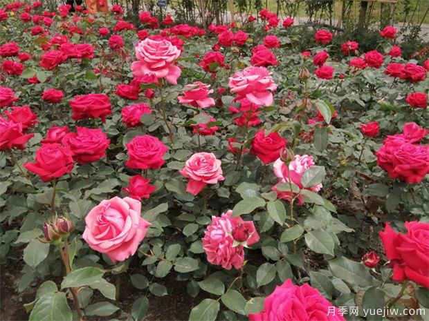 月季簡介，月季繁育和養(yǎng)護(hù)方法，延長月季花期的措施(圖3)