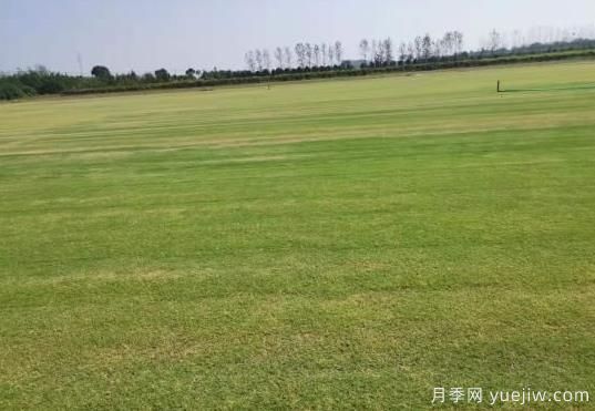 秋季草坪防除雜草需要注意啥？(圖1)