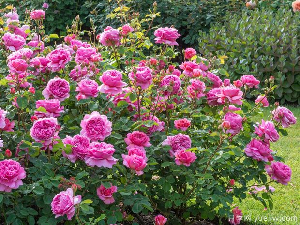 南陽月季出口世界，南陽海關(guān)護(hù)花花盛開(圖1)