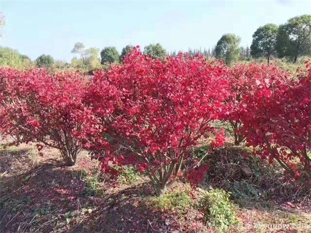 想通過(guò)彩葉苗木賺錢(qián)，哪些苗木品種***暢銷(xiāo)(圖1)